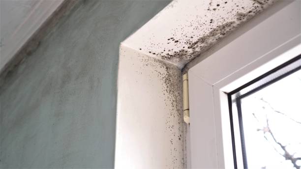 Best Commercial Mold Inspection  in Mount Hope, WV