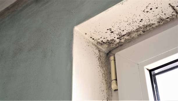 Best Emergency Mold Remediation  in Mount Hope, WV