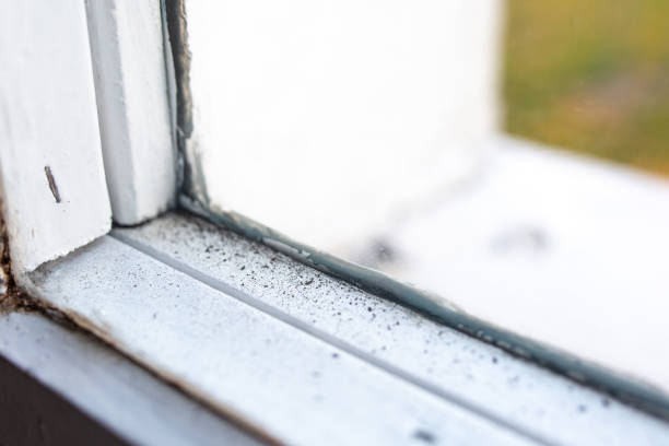 Best Mold Prevention Services  in Mount Hope, WV