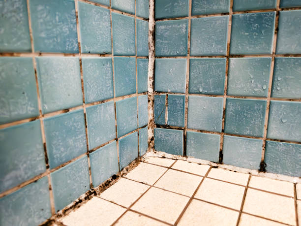 Mold Odor Removal Services in Mount Hope, WV