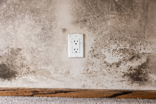 Environmental Consulting for Mold Prevention in Mount Hope, WV