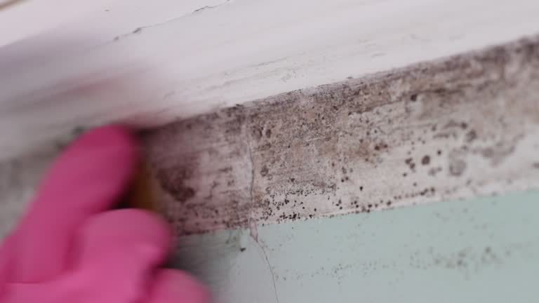 Best Attic Mold Removal  in Mount Hope, WV